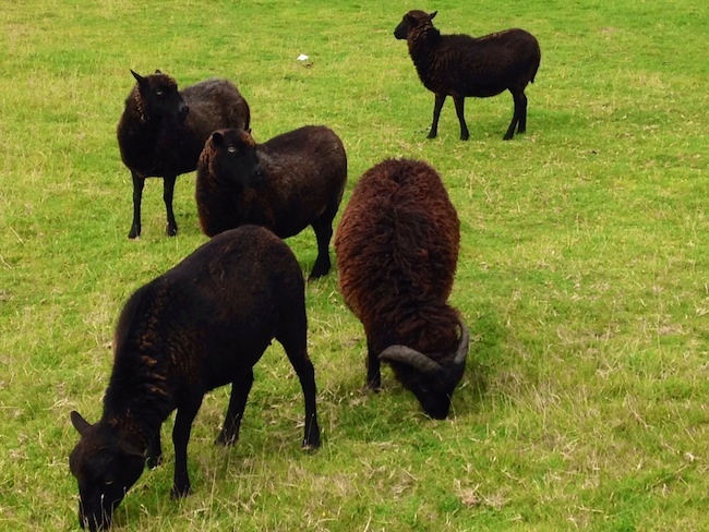 フランス、ブルターニュ。めずらしい黒羊をみかけました！